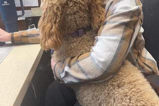  Psie wsparcie w sądzie hrabstwa Lake