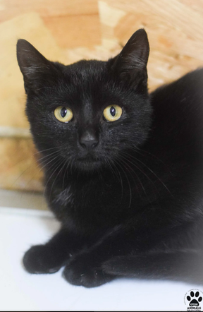 Kot do adopcji w zielonogórskim schronisku