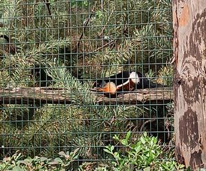 Zwierzęta w zoo we Wrocławiu