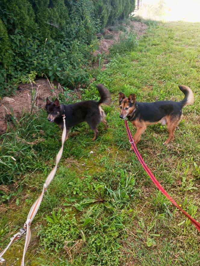 Pet Patrol Rybnik pojechał do Żor. "Czym zawiniły te dwie niewinne istoty?"