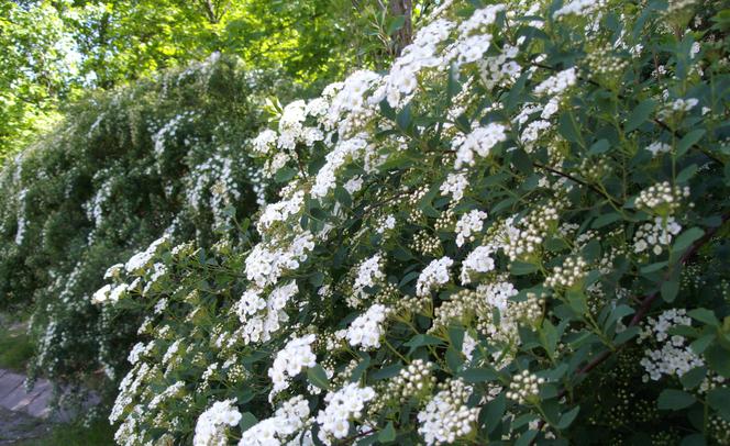 Tawuła van Houtte'a - Spiraea x vanhouttei