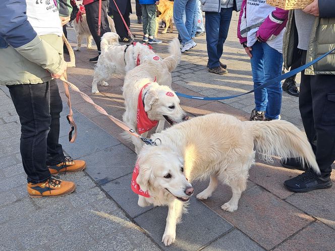 33. Finał WOŚP z grupą krakowskich Golden Retrieverów