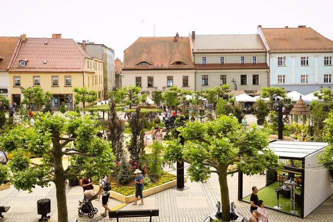 Drugi dzień Daisy Days 2024. Niesamowite aranżacje ogrodowe