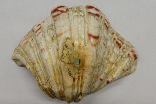 Tabletki z ekstraktem z konika morskiego w bagażach i muszla przydaczni w paczce pocztowej. Celnicy przejęli kolejne okazy chronione konwencją CITES