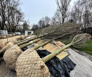 Wielkie drzewa staną w Ogrodzie Płaszów. Nasadzenia już trwają