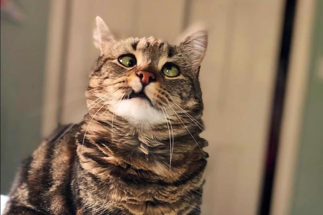 Zezowaty kot gwiazdą internetu