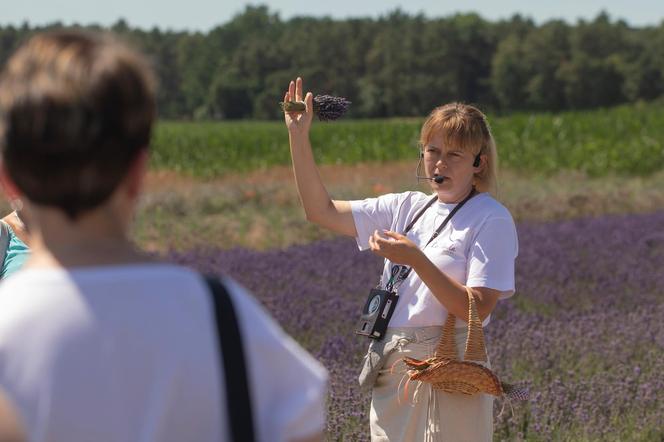 To ostatni moment na wizytę na lawendowym polu w Złotnikach Kujawskich. Drugiego takiego w regionie nie ma 