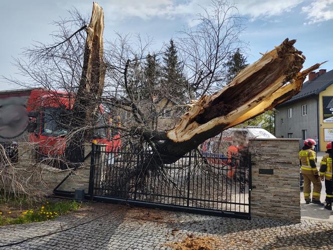 Nowy Sącz. Ciężarówka uderzyła w drzewo i zwaliła je na prywatną posesję. Jedna osoba poszkodowana