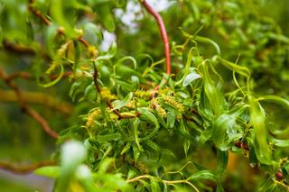 Wierzba mandżurska - Salix babylonica var. pekinensis