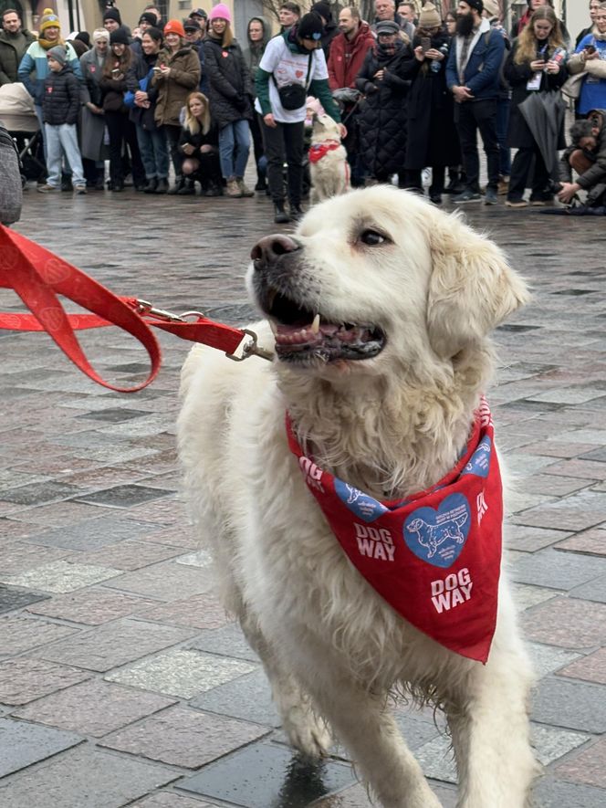 Golden Retriever WOŚP w Poznaniu