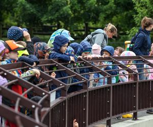 Hugo z ZOO baluje! Hipopotam z Warszawy ma 18 lat i dowód osobisty