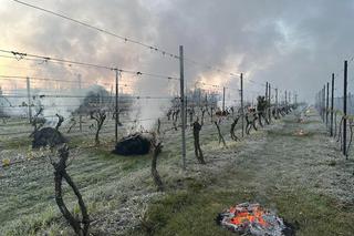 Ogromne straty rolników i sadowników. Kwietniowe mrozy zniszczyły całe plantacje. „To był kataklizm”