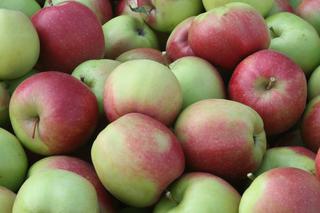 Jabłoń domowa 'Ligol' - Malus domestica 'Ligol'