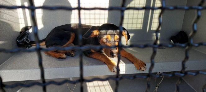 Strażnicy miejscy ruszyli na pomoc szczeniakowi