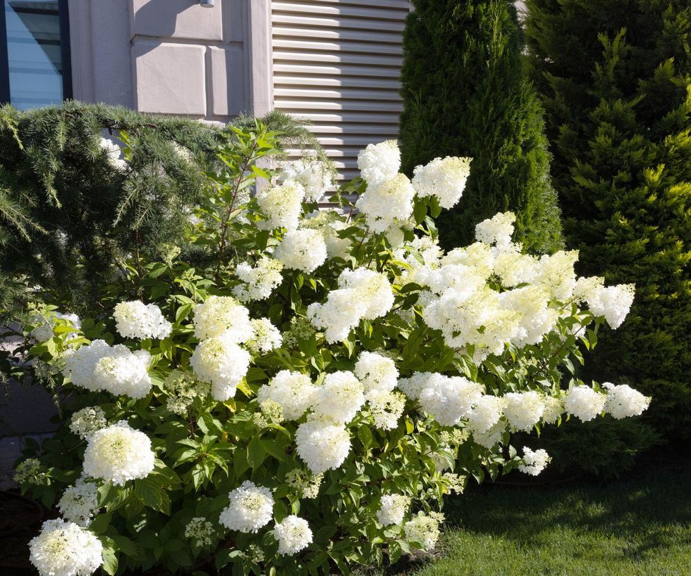 Domowy nawóz do hortensji czyni cuda. Darmowy chwast gwarantuje zatrzęsienie nowych kwiatów