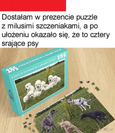 Dzień Psa 2026. Te memy pisało samo życie!