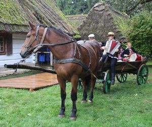 Tak ongiś siekano kapustę w woj. lubelskim. „Obieraczki kapuściane” w Muzeum Wsi Lubelskiej