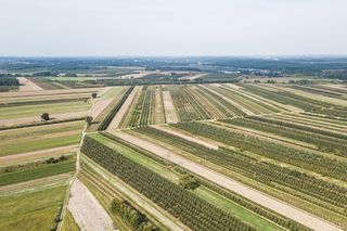 To największy sad Europy. Jego historię na Mazowszu rozpoczęła królowa Bona