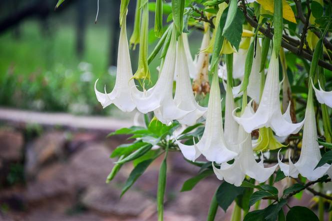 Niesamowita Datura. Zdjęcia