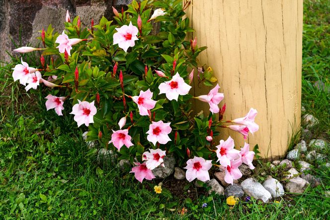 Dipladenia, mandevilla