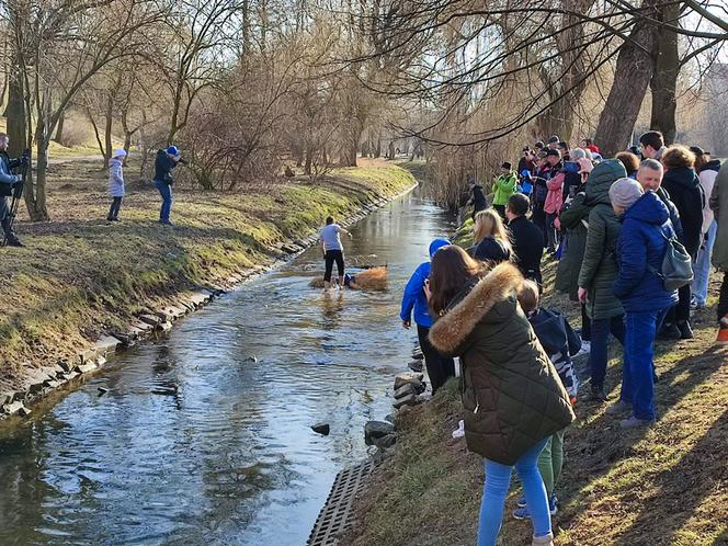 Marzannę zastąpili… Putinną. Pierwszy dzień wiosny w Kielcach