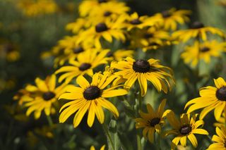 Rudbekia - odmiany. Jak wygląda, kiedy kwitnie? Rudbekie - słoneczne byliny do ogrodu