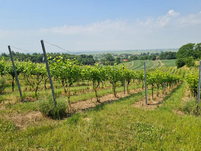 Dariusz Rosół. Pierwszy winiarz w Polsce, który może robić wino mszalne