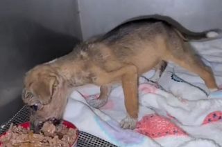 Porzucone szczeniaki w pudełku znalezione w środku lasu