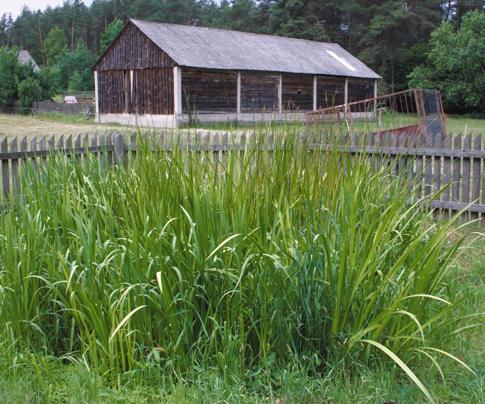 Oczyszczalnia