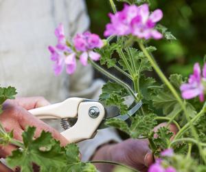 Pielęgnacja pelargonii