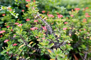 Wilczomlecz lśniący 