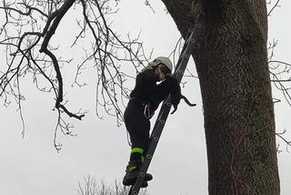 Leszno: Czarny kot na drzewie w piątek trzynastego! Pomogli strażacy z Medyki [GALERIA]