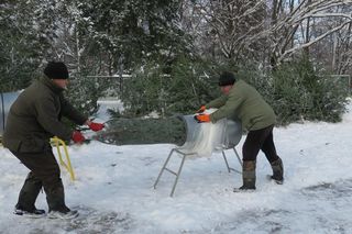 Ceny choinek 2024. Ile trzeba zapłacić za naturalne drzewko? 