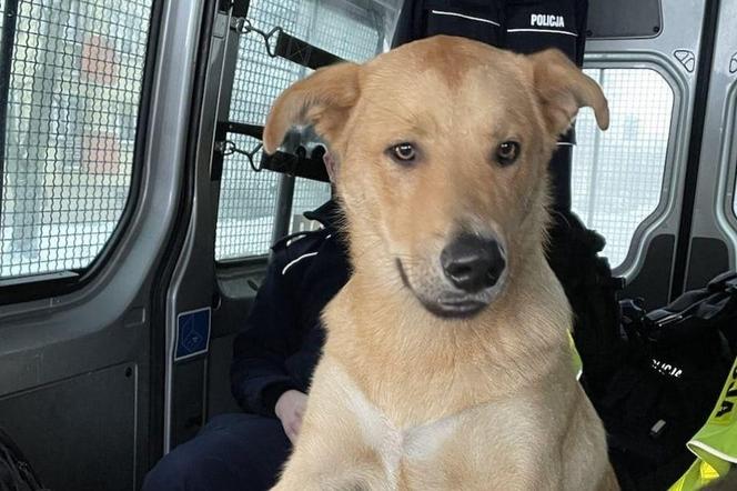Policjanci uratowali psa przed wyziębieniem