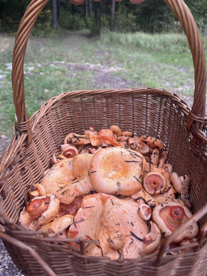 Prawdziwe skarby jesieni. Listopad to idealny czas na grzyby w Świętokrzyskiem? [Zdjęcia Waszych zbiorów]