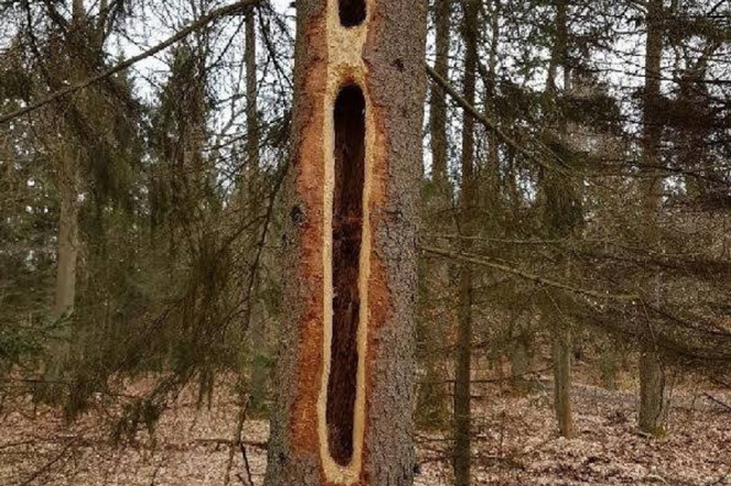 Zaskakujący widok w polskich lasach! Skąd wzieły się GIGANTYCZNE DZIURY w drzewach? [ZDJĘCIA]