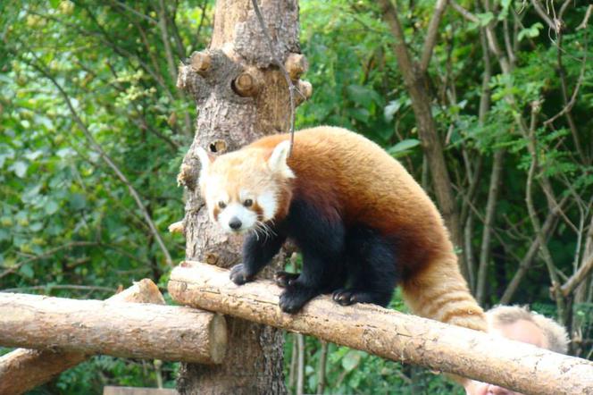 Zoo w Chorzowie: Pandy czerwone zamieszkały już w swojej zagrodzie
