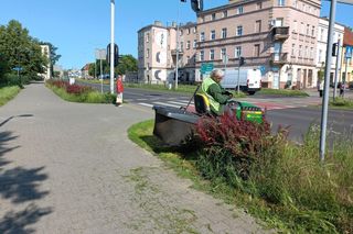 Trawniki w Lesznie wybujały. Koszą prawie codziennie [ZDJĘCIA]