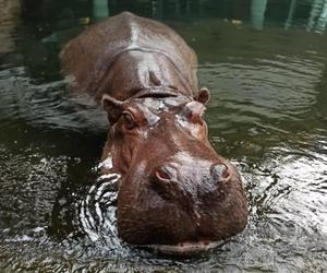 Nietypowa pomyłka w japońskim zoo. Samiec hipopotama po siedmiu latach okazał się samicą! Jak to możliwe?