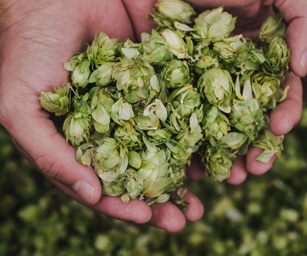 Uspokaja i działa antydepresyjnie. Rośnie tuż pod płotem, teraz czas jego zbioru