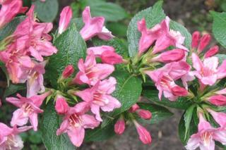 Krzewuszka cudowna (Weigela Florida) - ozdobny krzew do ogrodu