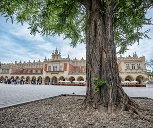 Rynek Główny czekają spore zmiany. Nasadzenia drzew ruszą już w przyszłym roku