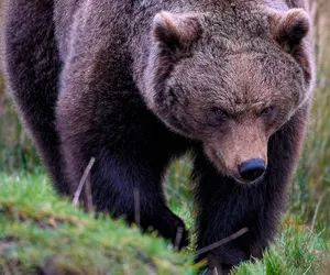 Niedźwiedzie na terenie szkół i przedszkoli? To rzeczywistość bieszczadzkiej gminy Solina