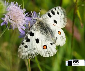 Takie motyle to w Polsce rzadkość. Niektóre mają nawet swoje numery. Gdzie można je spotkać? 