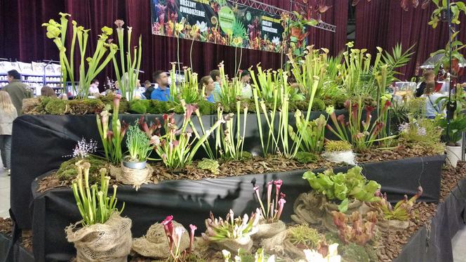 Krwiożercze rośliny opanowały katowicki Spodek! Trwa Festiwal Roślin Owadożernych [ZDJĘCIA, AUDIO]