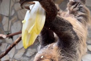 Leniwiec z ZOO Wrocław