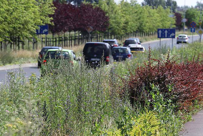 Pierwsze koszenie traw w Toruniu odbędzie się w lipcu