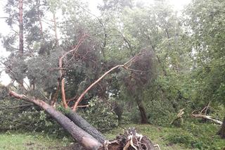 Rolnicy. Podlasie. Maciej z Kundzicz liczy straty. Wichura spustoszyła mu farmę