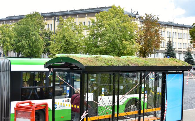W Białymstoku montują zielone przystanki. Przyniosą ulgę w upały