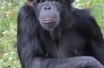 Obraz szympansicy Lucy